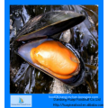 frozen good quality half shell mussel products